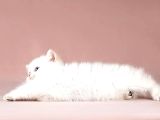 Maviş Silver British Shorthair