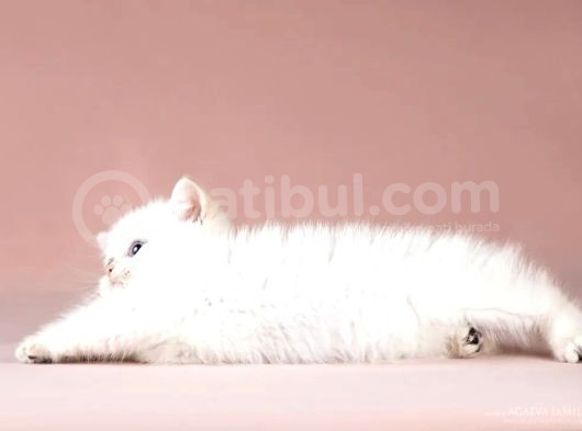 Maviş Silver British Shorthair görsel