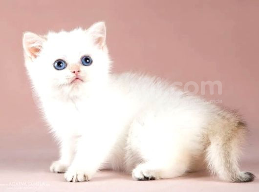 Maviş Silver British Shorthair görsel