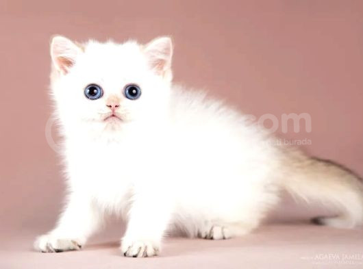 Maviş Silver British Shorthair görsel