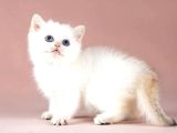 Maviş Silver British Shorthair