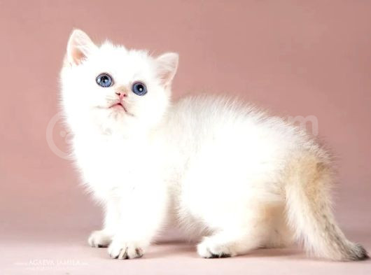Maviş Silver British Shorthair