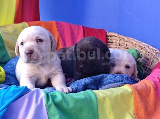 Si̇yah Ve Şampanya Renk Orji̇nal Labrador Yavrular