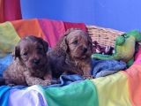 Kizil Renk Orji̇nal Cavapoo Yavrular