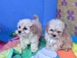 Orji̇nal Gerçek Malti̇poo Yavrular