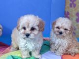 ORJİNAL GERÇEK MALTİPOO YAVRULAR