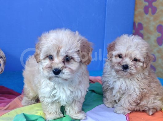 Orji̇nal Gerçek Malti̇poo Yavrular