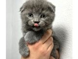 Saf Irk Scottish Fold Bebekler