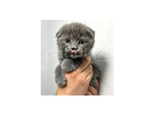Saf Irk Scottish Fold Bebekler görsel