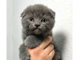 SAF IRK SCOTTISH FOLD BEBEKLER
