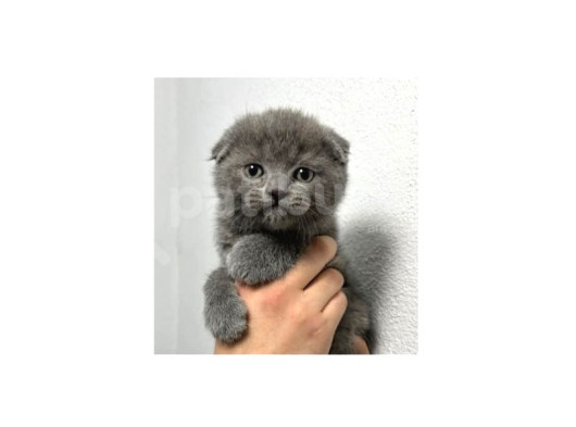 Saf Irk Scottish Fold Bebekler