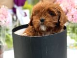 Bebek Gibi Red Brown Cockapoo Yavrumuz 