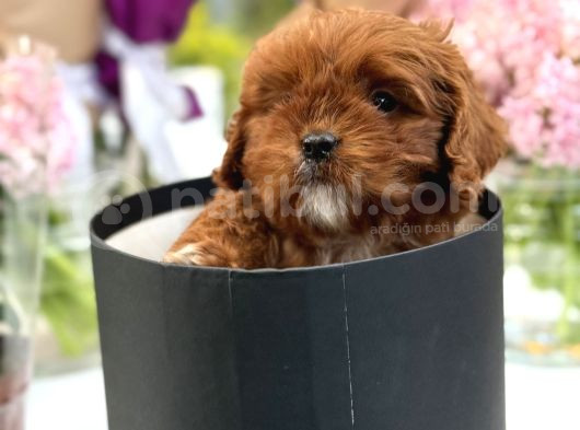 Bebek Gibi Red Brown Cockapoo Yavrumuz  görsel
