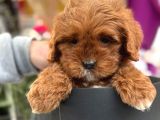 Bebek Gibi Red Brown Cockapoo Yavrumuz 