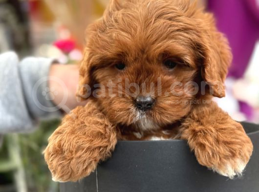 Bebek Gibi Red Brown Cockapoo Yavrumuz  görsel