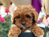 Bebek Gibi Red Brown Cockapoo Yavrumuz 