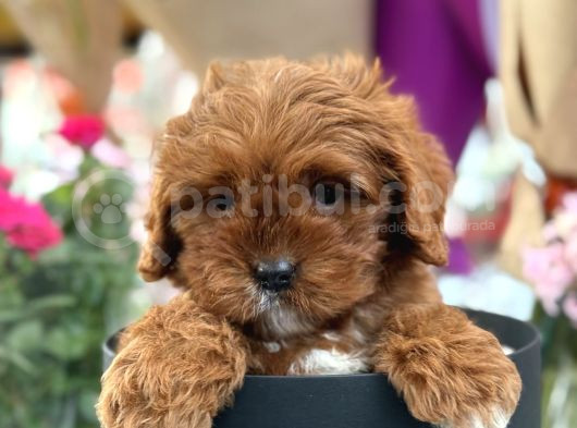 Bebek Gibi Red Brown Cockapoo Yavrumuz  görsel