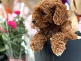 Bebek Gibi Red Brown Cockapoo Yavrumuz 