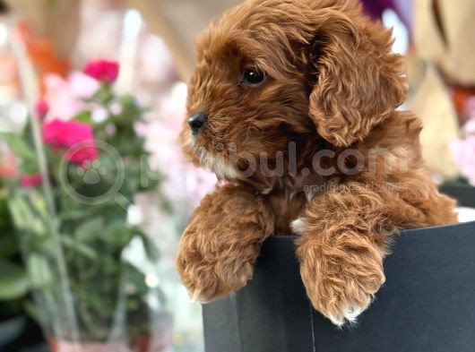 Bebek Gibi Red Brown Cockapoo Yavrumuz  görsel