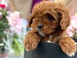 Bebek Gibi Red Brown Cockapoo Yavrumuz 