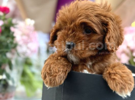 Bebek gibi Red brown cockapoo yavrumuz 