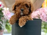 Bebek Gibi Red Brown Cockapoo Yavrumuz 