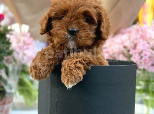 Bebek Gibi Red Brown Cockapoo Yavrumuz  görsel