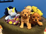 Oyuncak Surat Malti̇poo Bebekleri̇mi̇z