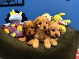Oyuncak Surat Malti̇poo Bebekleri̇mi̇z