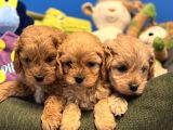 Oyuncak Surat Malti̇poo Bebekleri̇mi̇z