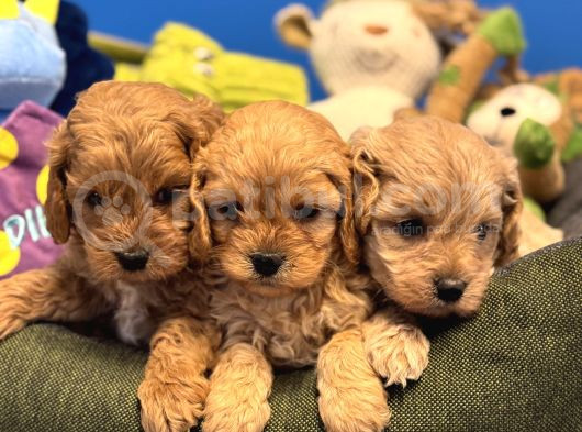 Oyuncak Surat Malti̇poo Bebekleri̇mi̇z görsel