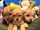 OYUNCAK SURAT MALTİPOO BEBEKLERİMİZ