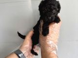 Özel Renk Black Toy Poodle Yavrularimiz