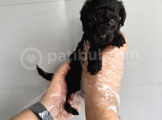 Özel Renk Black Toy Poodle Yavrularimiz görsel