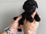 ÖZEL RENK BLACK TOY POODLE YAVRULARIMIZ