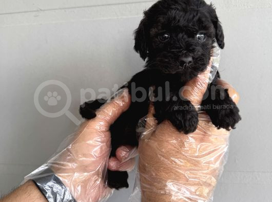 Özel Renk Black Toy Poodle Yavrularimiz