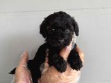 Özel Renk Black Toy Poodle Yavrularimiz