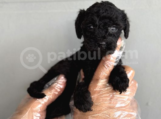 Özel Renk Black Toy Poodle Yavrularimiz görsel