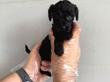 Özel Renk Black Toy Poodle Yavrularimiz