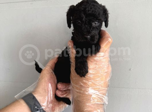 Özel Renk Black Toy Poodle Yavrularimiz görsel