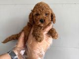 Oyuncak Surat Çok Özel Poodle Bebekleri̇mi̇z