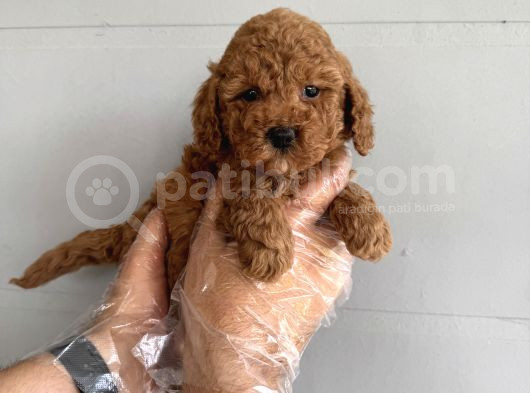 Oyuncak Surat Çok Özel Poodle Bebekleri̇mi̇z görsel