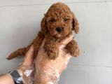 Oyuncak Surat Çok Özel Poodle Bebekleri̇mi̇z