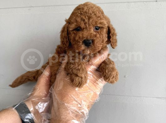 Oyuncak Surat Çok Özel Poodle Bebekleri̇mi̇z görsel