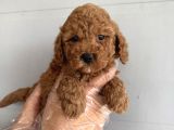 OYUNCAK SURAT ÇOK ÖZEL POODLE BEBEKLERİMİZ