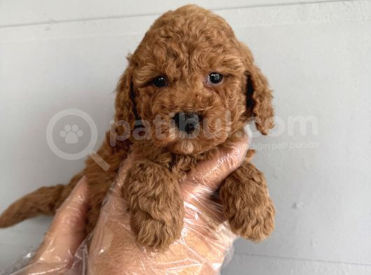 OYUNCAK SURAT ÇOK ÖZEL POODLE BEBEKLERİMİZ