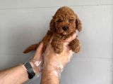 Oyuncak Surat Çok Özel Poodle Bebekleri̇mi̇z