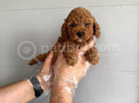 Oyuncak Surat Çok Özel Poodle Bebekleri̇mi̇z görsel