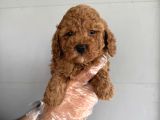 Oyuncak Surat Çok Özel Poodle Bebekleri̇mi̇z