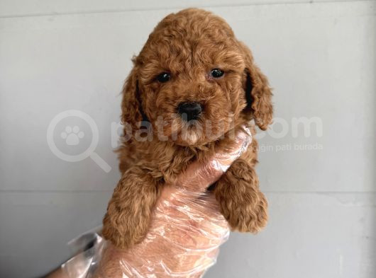 Oyuncak Surat Çok Özel Poodle Bebekleri̇mi̇z görsel